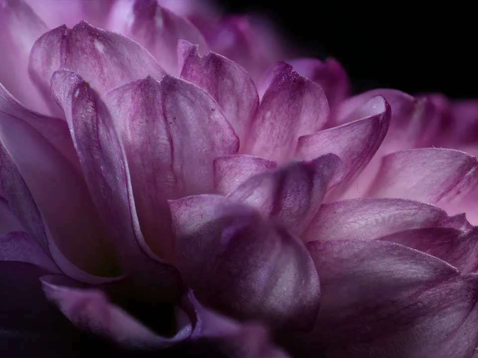 Macro photograph of a green botanical structure with layered surface detail.