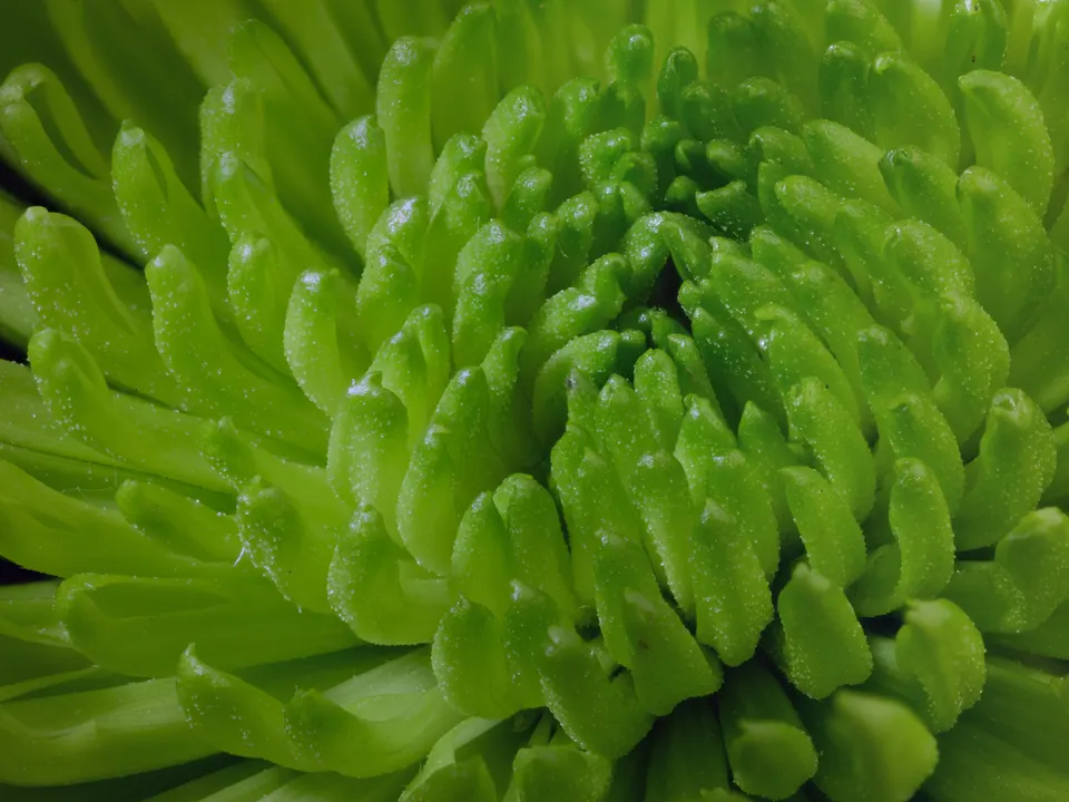 Macro photograph of green chrysanthemum petals with dense fine surface texture.