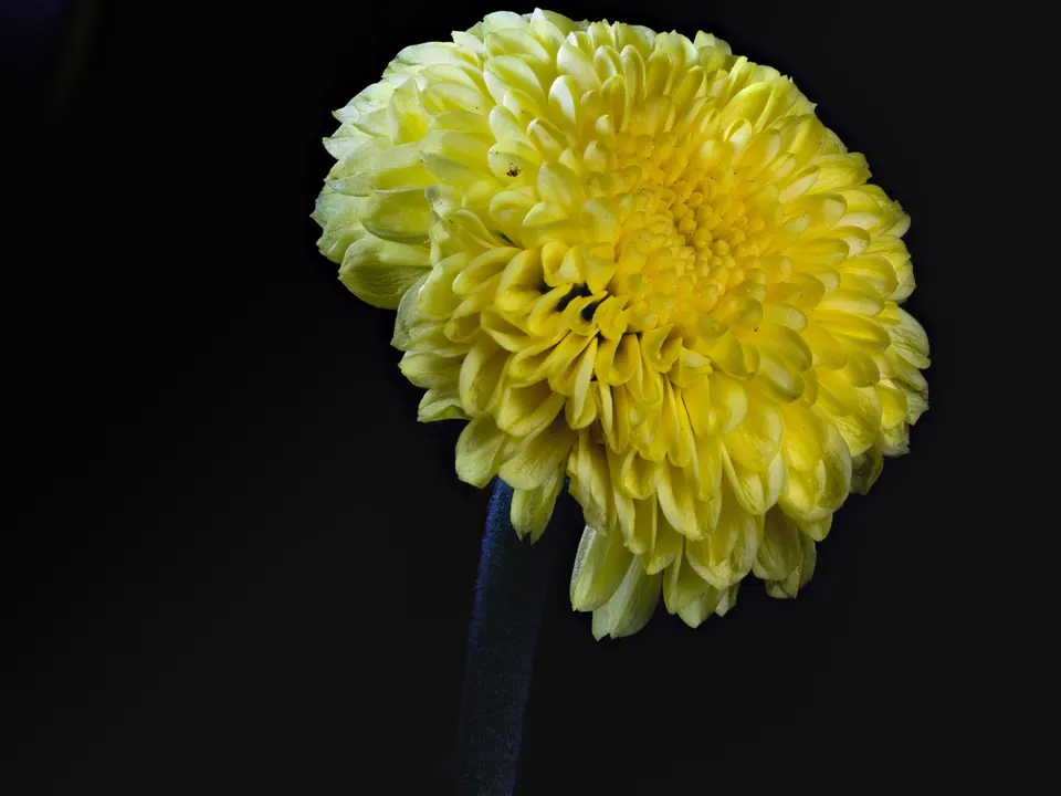Macro photograph of a green flower interior forming a subtle spiral pattern.