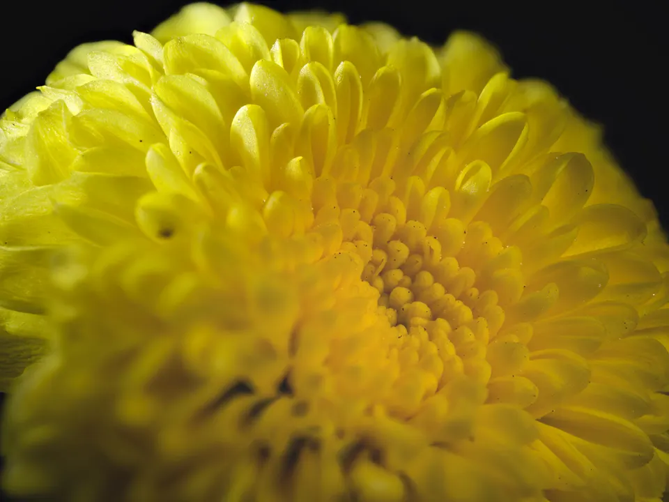 Macro photograph of green botanical ridges and textured interior surfaces.