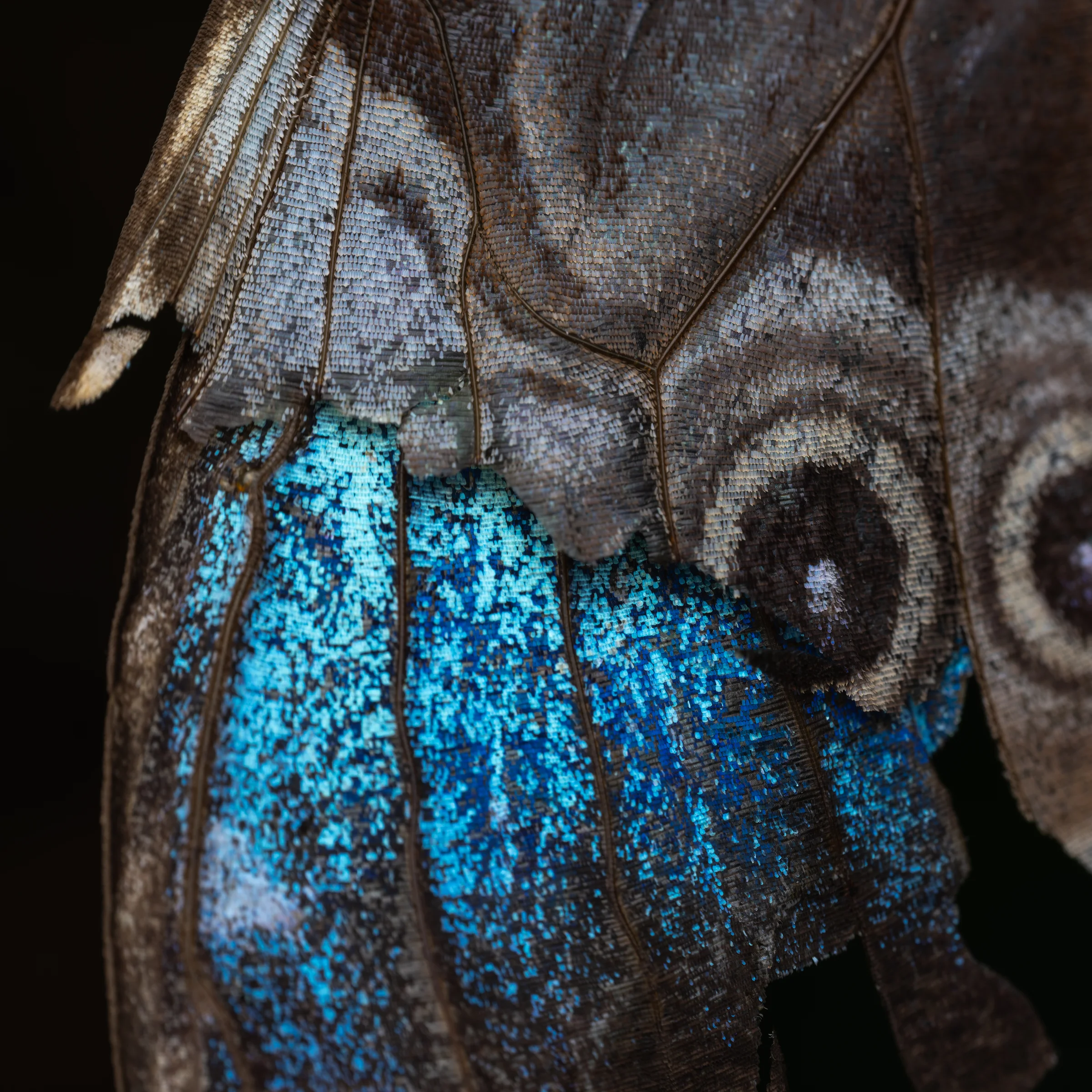 Ultra-macro photograph of blue iridescent wing scales under a dark veined surface.